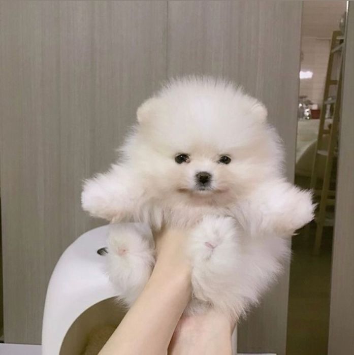 Spitz menino micro