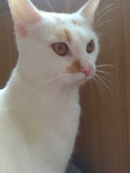Ласкавий котик 1 рік, кастрований.