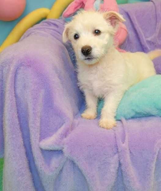 West Highland White terrier chłopiec