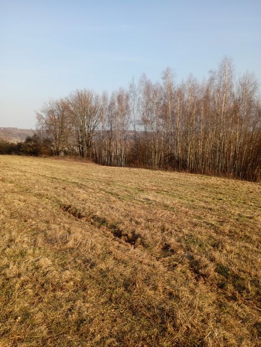 Działka 1 ha gmina Tyczyn do dzierżawy pod KRUS,pod uprawy