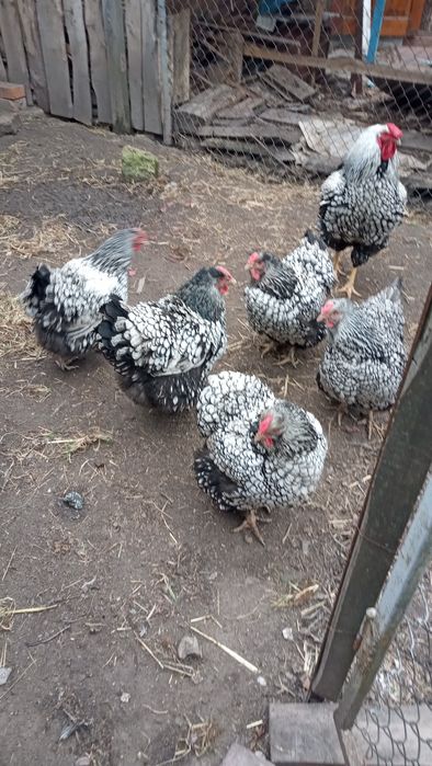 Інкубаційні яйця курей породи Віандот срібло..