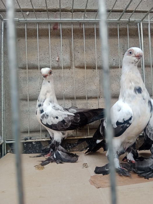 Gołębie ozdobne motyl warszawski czarny 26