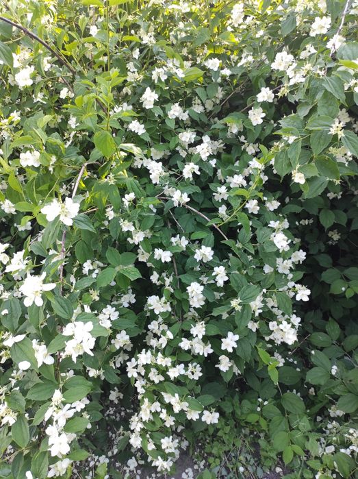 Жасмин саджанець