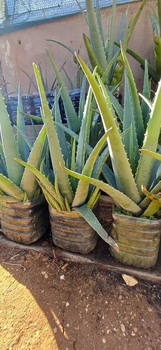 Aloe Vera (em vaso)