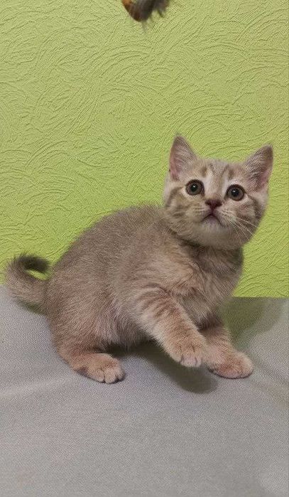 Прямовухе шотландське кошеня