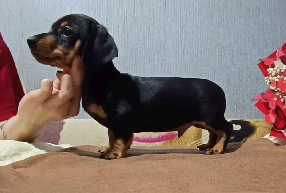 Миниатюрная такса  мальчики чёрно-подпалые