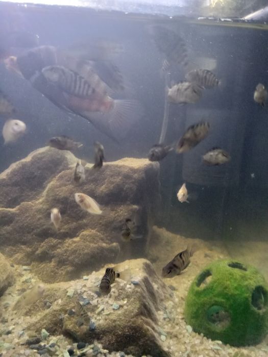 Цихліди Cuchlid рибки, акваріумні рибки ,хижаки Бучач.