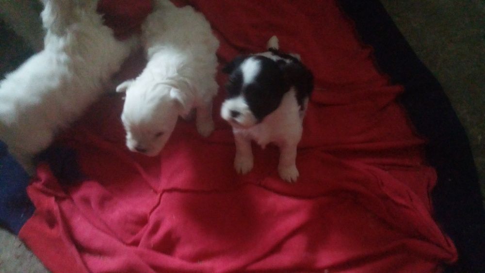 болонка мальтезе и пестрые