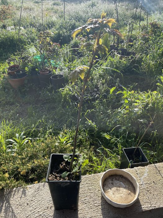 Árvores de jardim abeto, auracaria e Acer