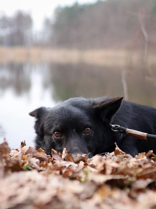Pies,  wykastrowany samiec do adopcji