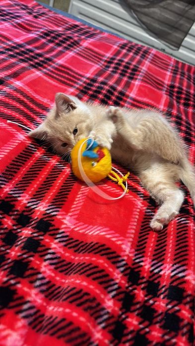 Кішка,киця ,кошеня,котик