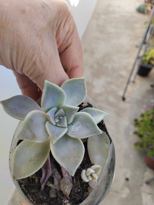 Suculentas envio CTT 1€