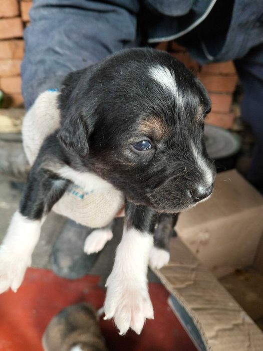 Віддам цуценят у добрі руки