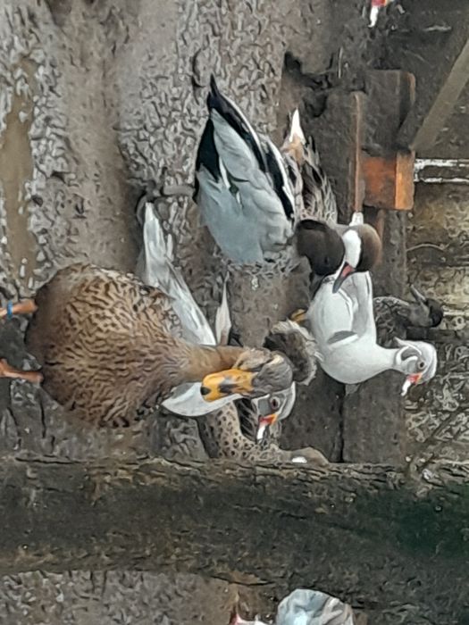 Patos mandarins, carolinos,
