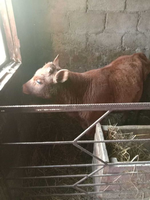 Продається бичок джерсей 5 місяців