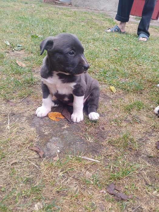 Продам дівчаток Мама спокійна врівноважена