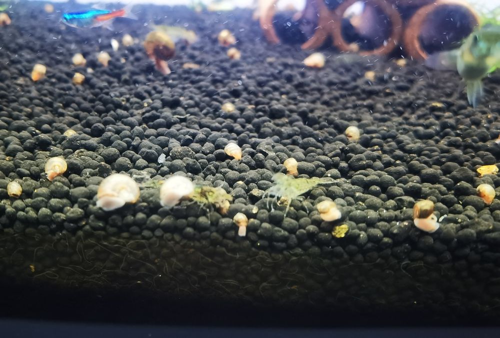 Troco plantas por camarões neocaridina