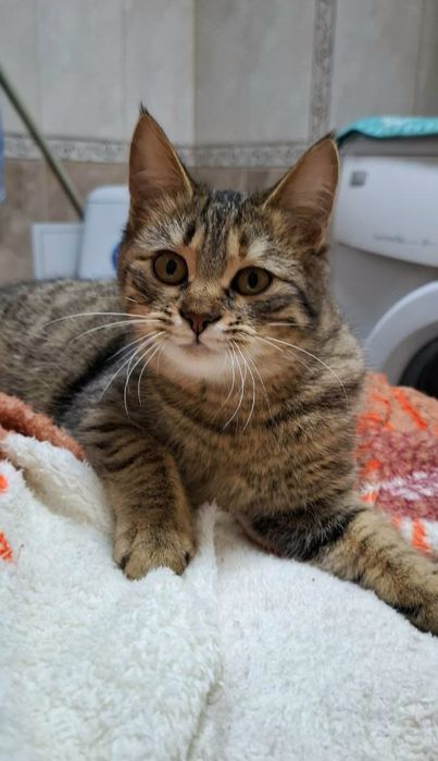 Полосатая котёнок девочка табби ищет дом! Котята в хорошие руки!