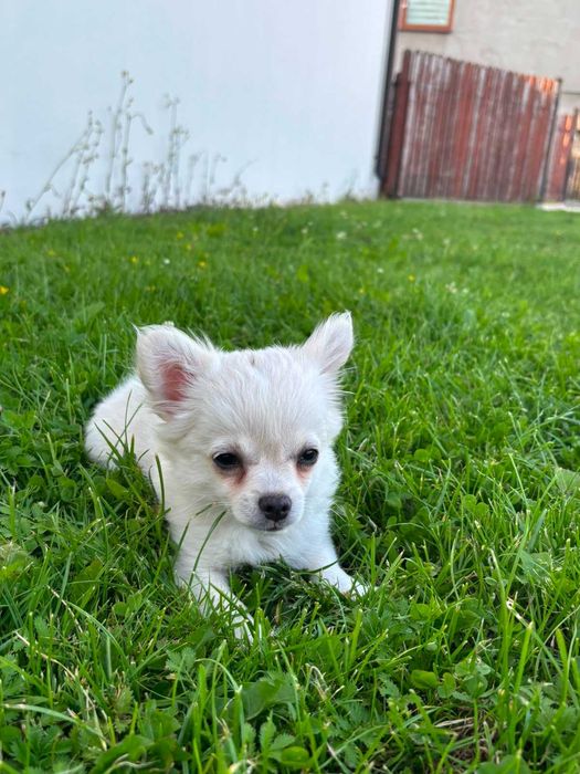 Chihuahua długowłosa