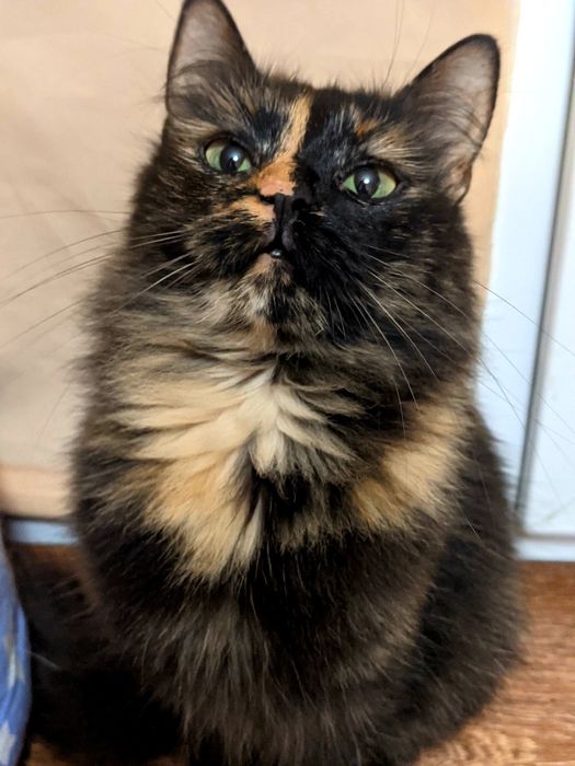 Очаровательная кошечка Черри, котенок черепаховаго окраса, 2 года, СТЕ