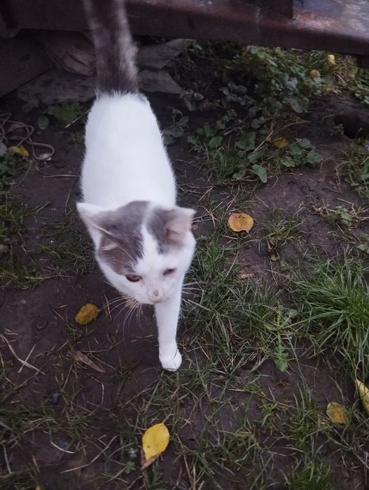 Молоденький котик 1.7-2 роки