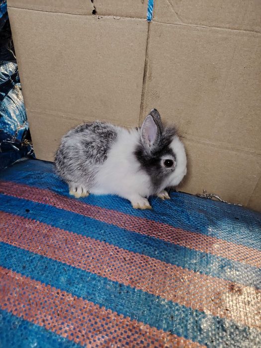 Króliczki miniaturki