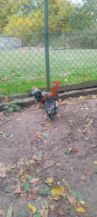 Sprzedam liliputki