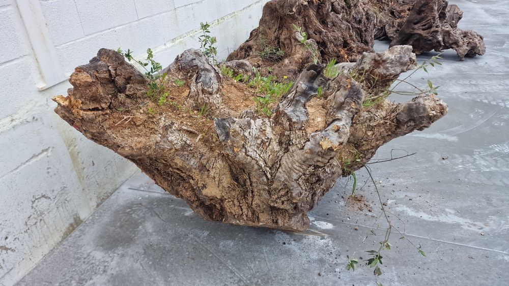Raizes de oliveira centenárias para grandes  decorações