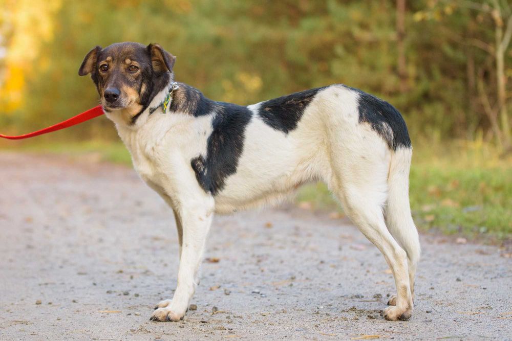 Izadora: psi ideał i aniołek