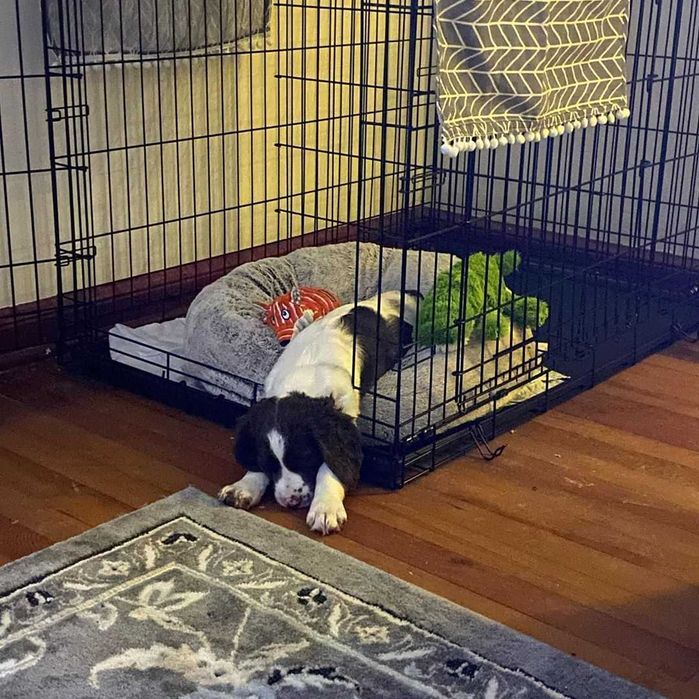 Клетка для собак, переноска вольер манеж для собак ПОЛЬША все размеры