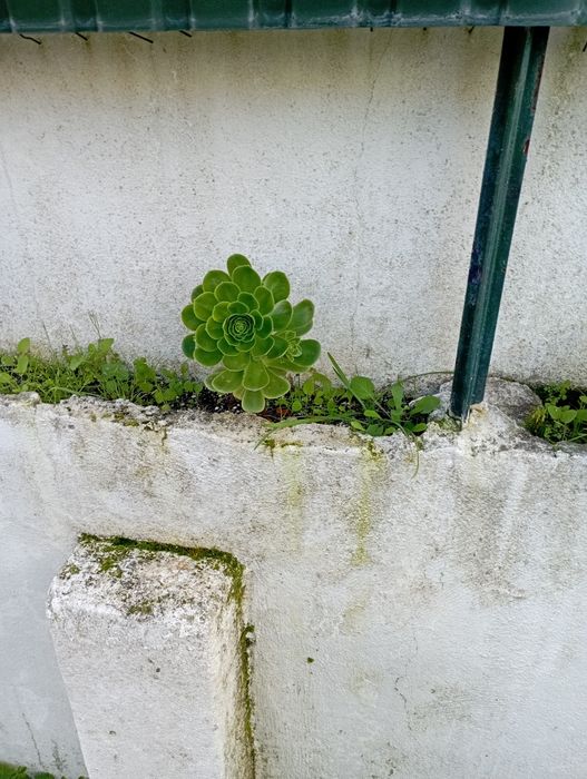 Suculentas Maravilhosas