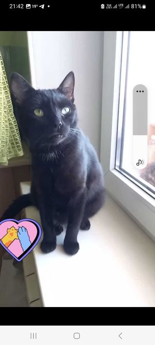 Котик ласковий  10 мес