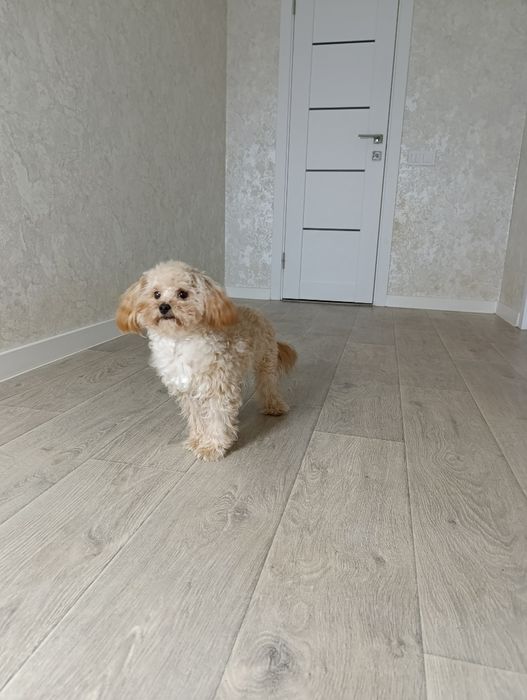 Файний хлопчік Мальтіпу