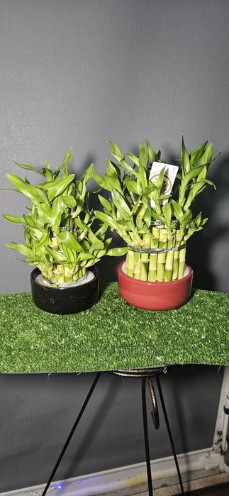 Продам мухоловку ,лимон ,мандарин,ананас,розу,каланхое ,рождественник