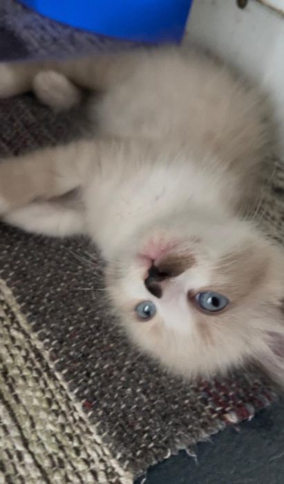 Gatos para adoção responsável