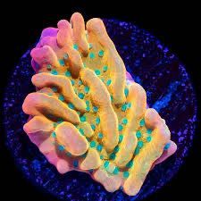Montipora Ultra Vino