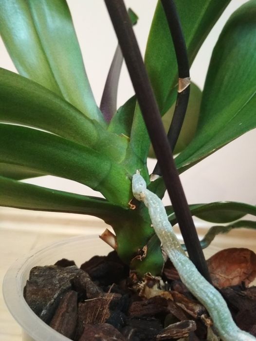 Орхидея фаленопсис, пелор Стелленбош