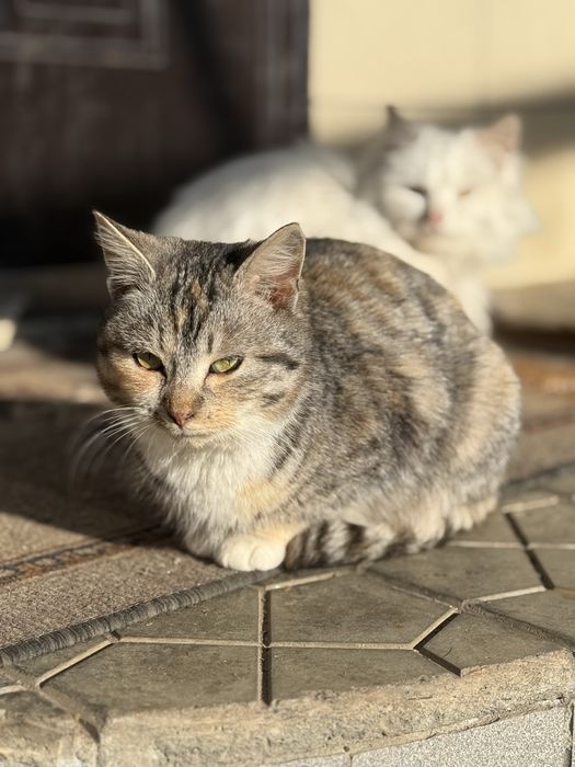 Котенятка шукають  домівку