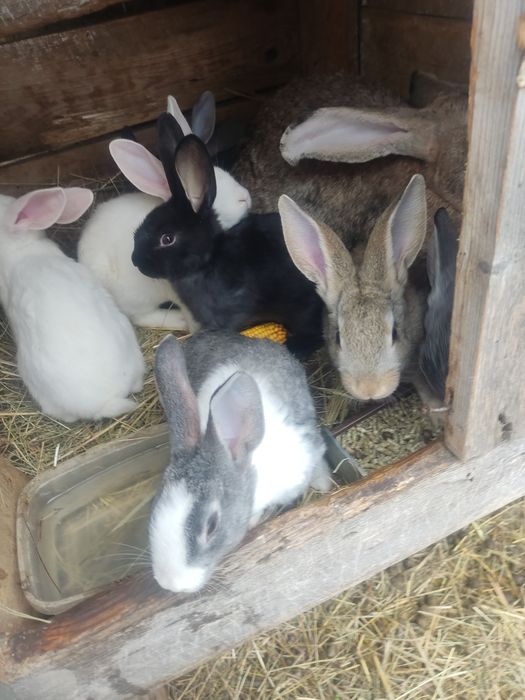 Продам кроленят,тушки м'яса