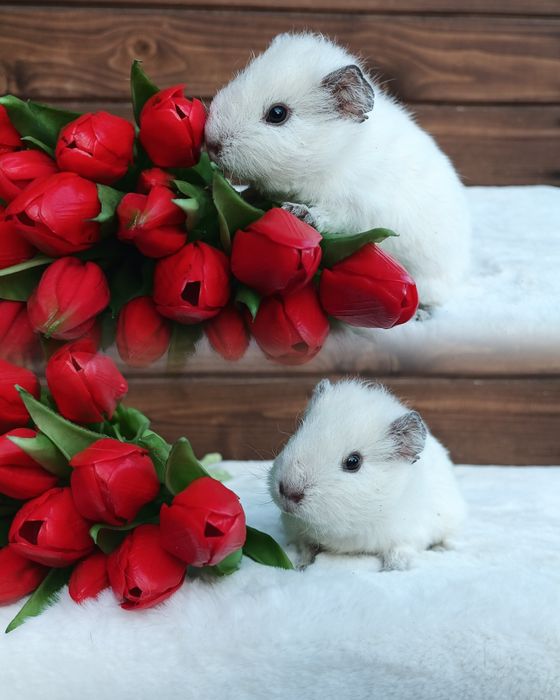 Świnka US Teddy kawia domowa gładkowłose