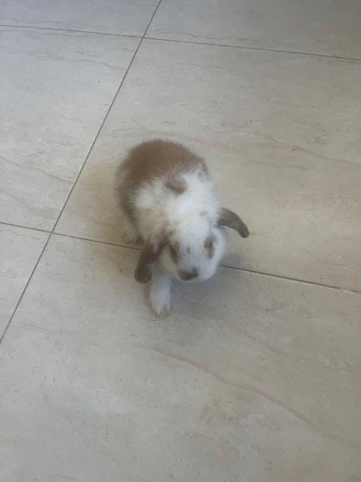 Coelho  mini belier