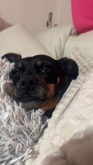 Sunia Tosia szuka domu. Adopcja darmowa