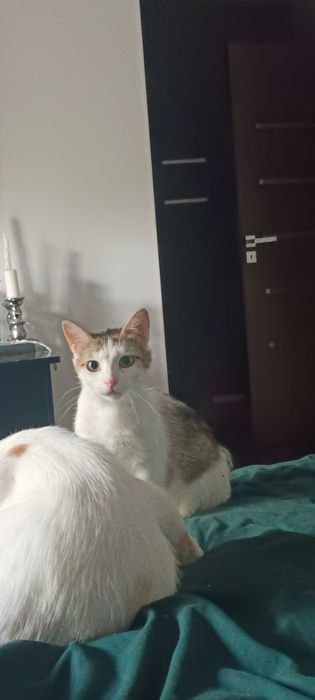 Dorosłe rodzeństwo do adopcji Fox i Florka