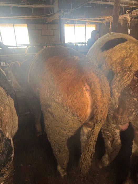 Бик бичок халяль телята(210 грн