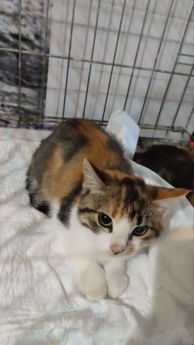 котята ищут дом котенок в поисках семьи