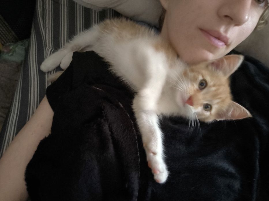 кошеня хлопчик віддам у хороші руки безкоштовно