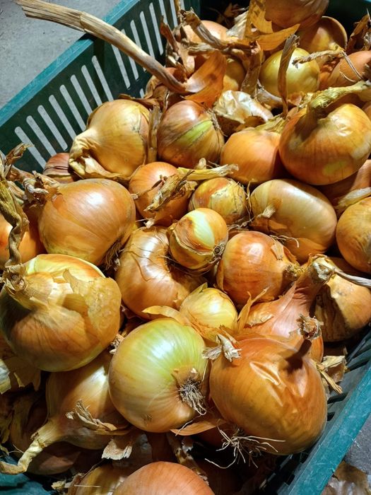 Cebula mix wielkość