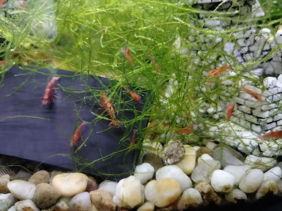 Krewetki Red Cherry własna hodowla krewetka czerwona