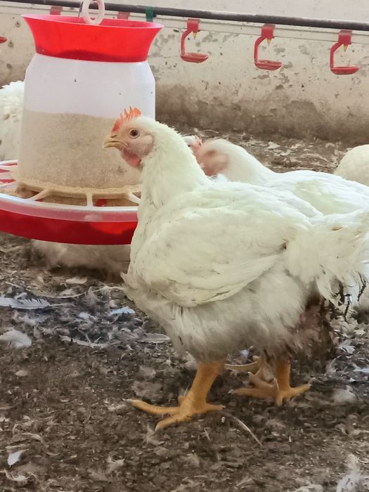 Бройлер живою вагою.