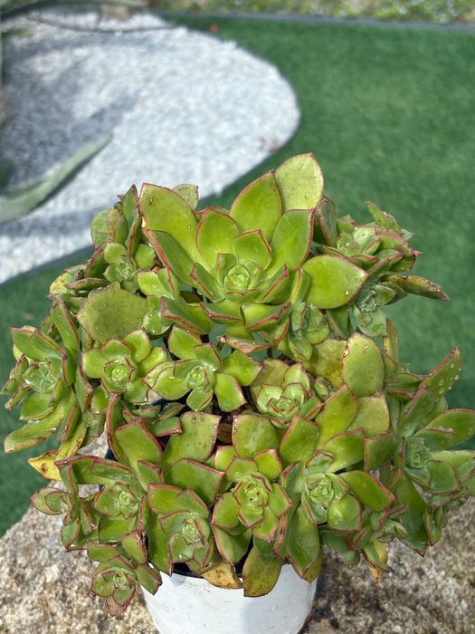 Suculentas Aeonium 3€